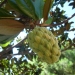 Drachenfrucht